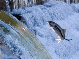 wild salmon