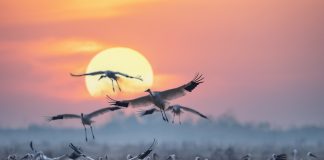 PFAS chemicals found at record levels in migratory birds